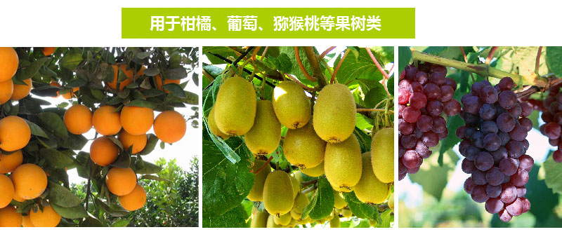 西皇®1号(图7)