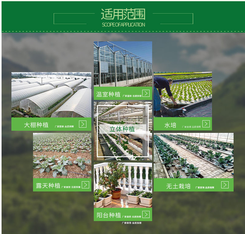 西皇®1号(图12)