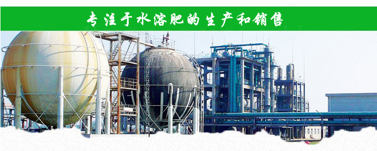 西皇®1号(图19)