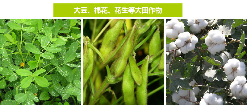 西皇®1号(图10)