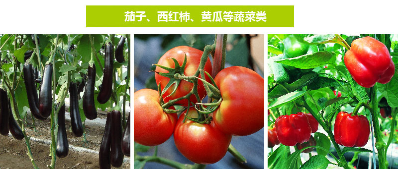西皇®1号(图5)