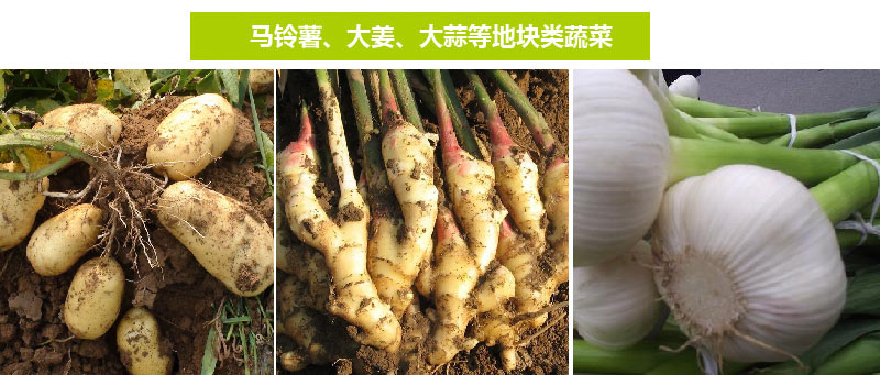 西皇®1号(图9)