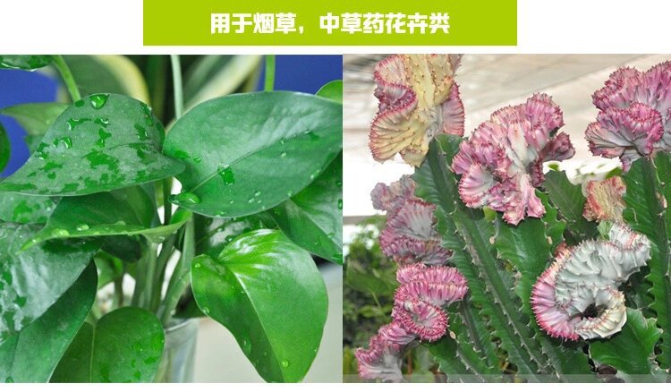 西皇®1号(图8)