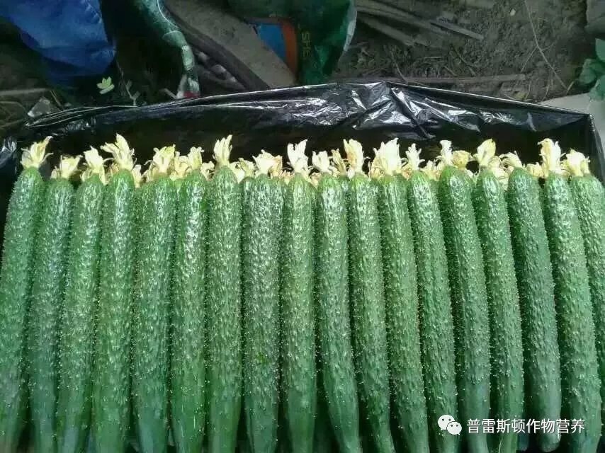 温室大棚冬季黄瓜结瓜期茎叶不正常的原因(图4)