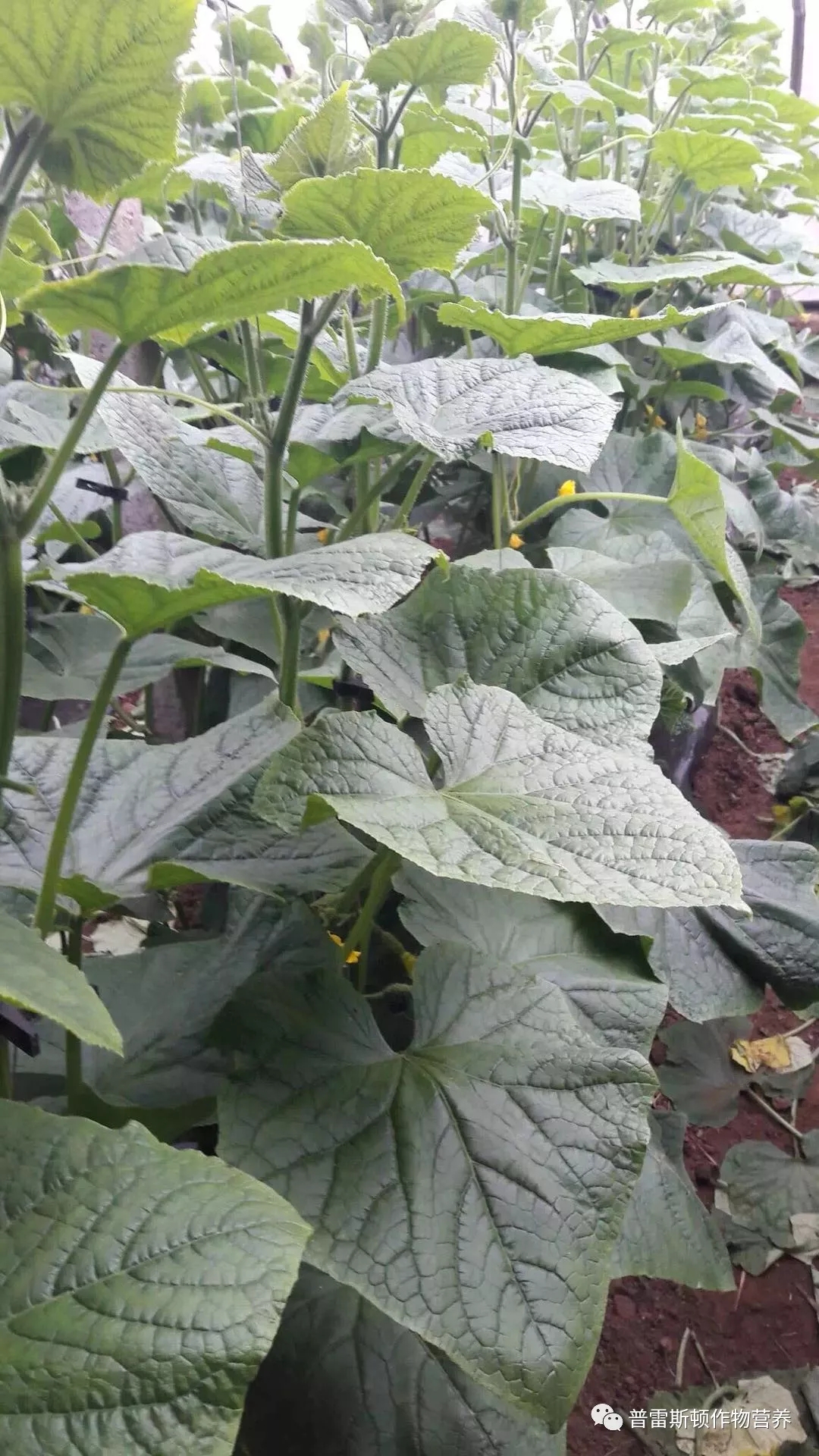 以下就为大家深刻的分析一下深冬黄瓜结瓜期茎叶不正常的原因,希望能