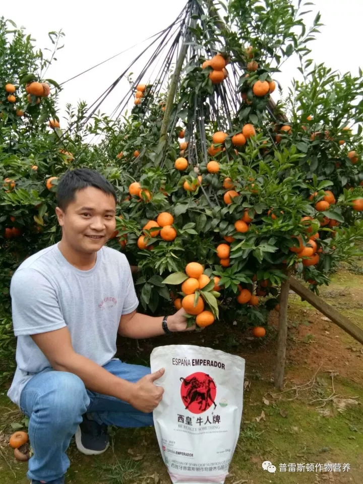 岭南好柑橘——记两广市场经理张维东(图4)